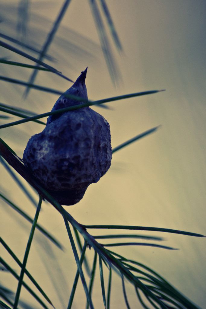 Hakea Seed Pod by annied