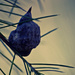 Hakea Seed Pod by annied