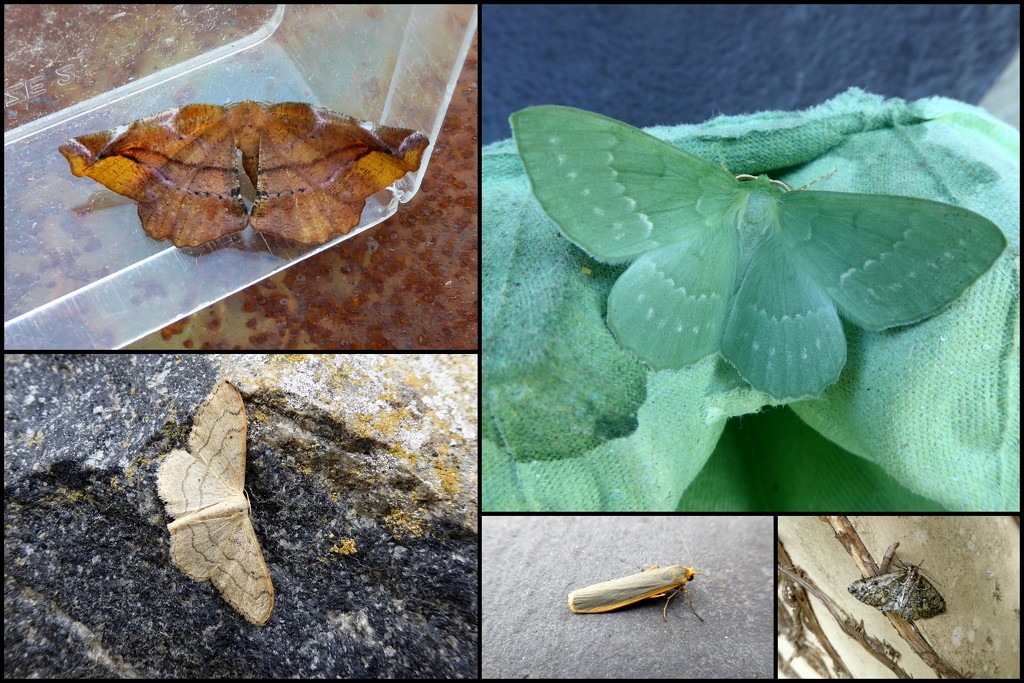Garden moths 27 by steveandkerry
