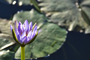 5th Aug 2018 - Waterlily
