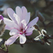 magnolia by brigette