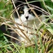 cat in the grass by wenbow