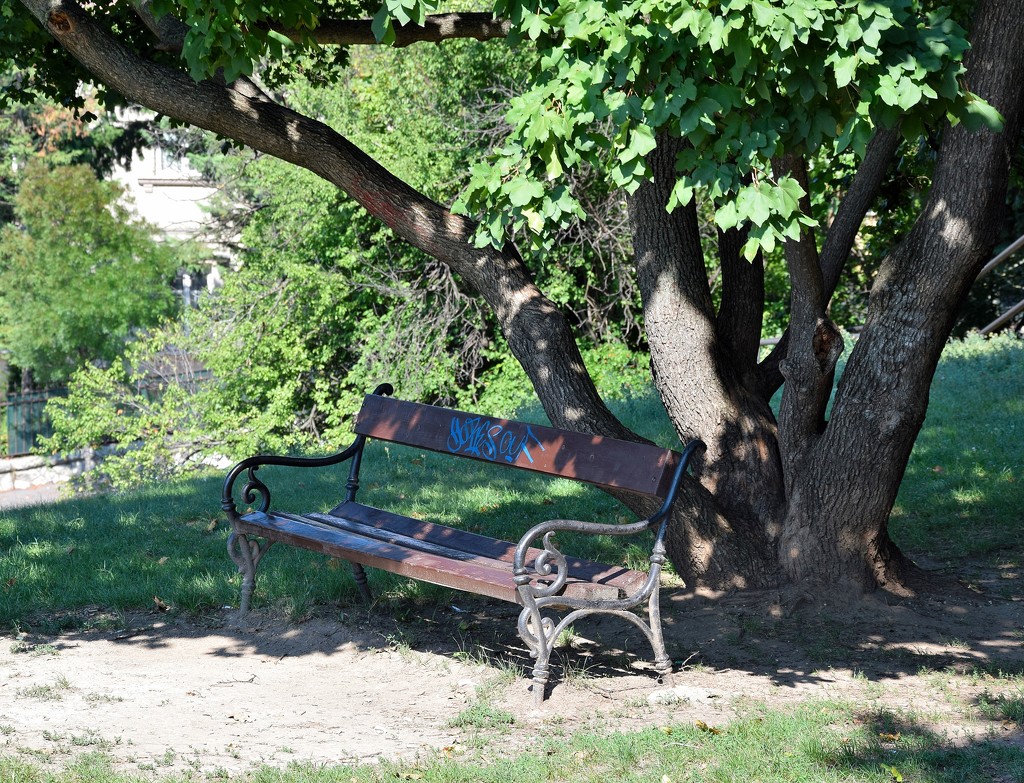 shady bench by kork