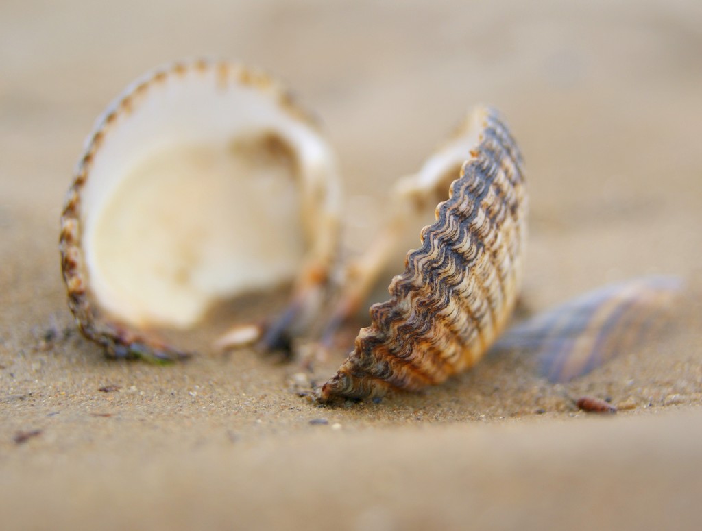 She saw sea shells on the sea shore by filsie65