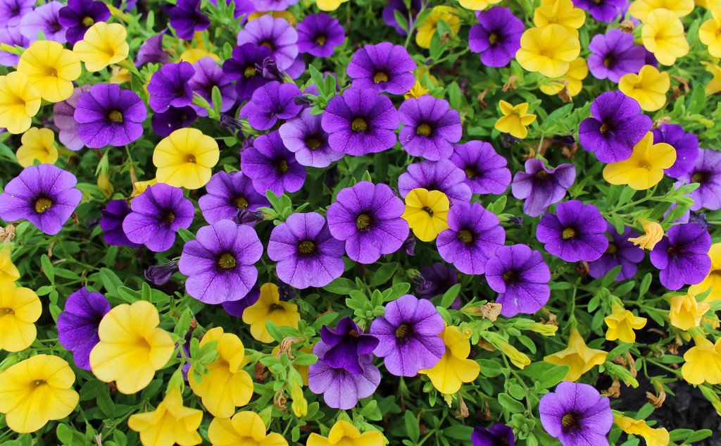 Petunias by mittens