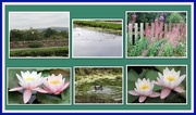 6th Aug 2018 - Gulls, waterlilies and Willow herb..