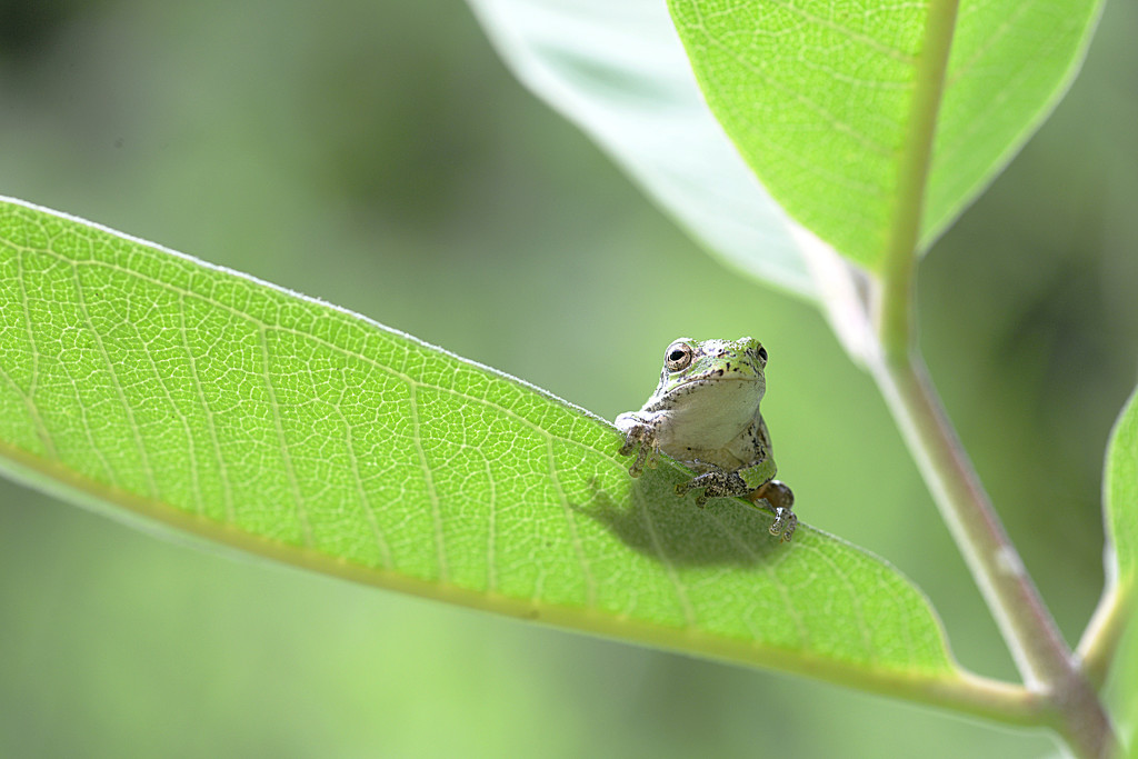 OMG such a little frog! by fayefaye