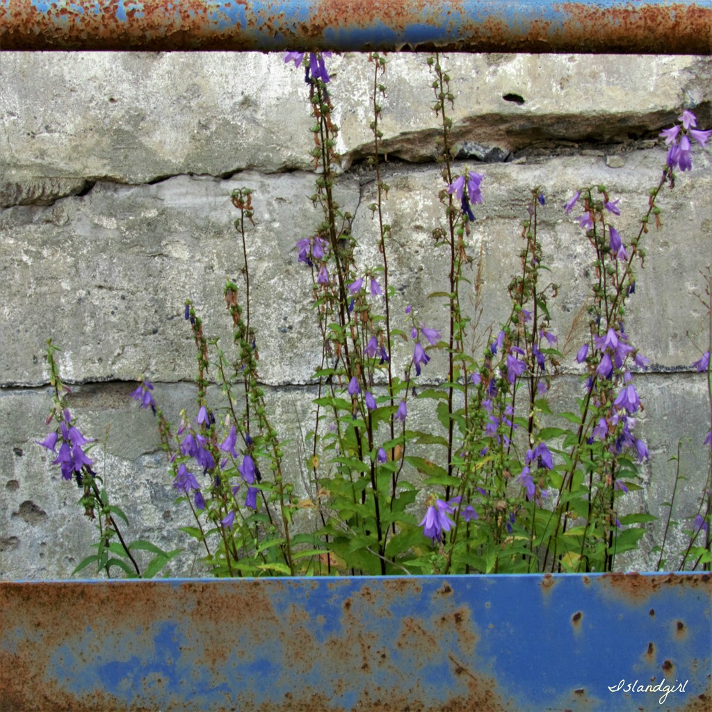 Rust, flowers and cement by radiogirl