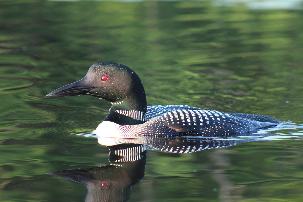 Morning Loon by rob257