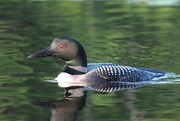 6th Aug 2018 - Morning Loon