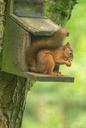 6th Aug 2018 - Red Squirrel