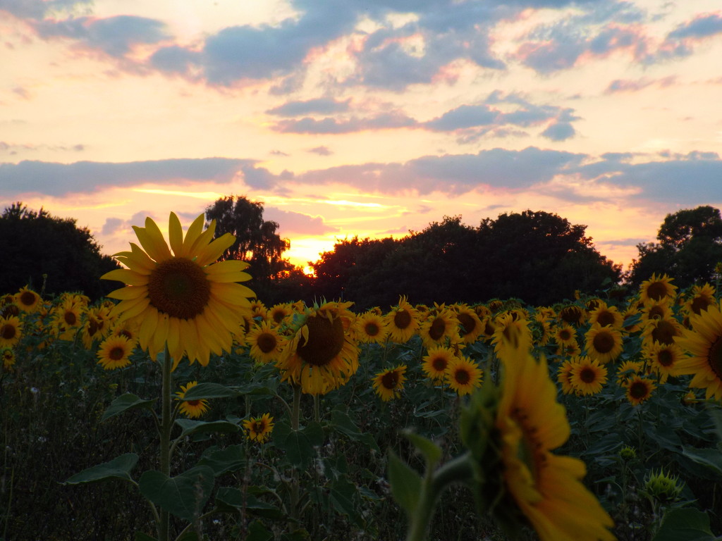 Sunset sunflowers by suzanne234