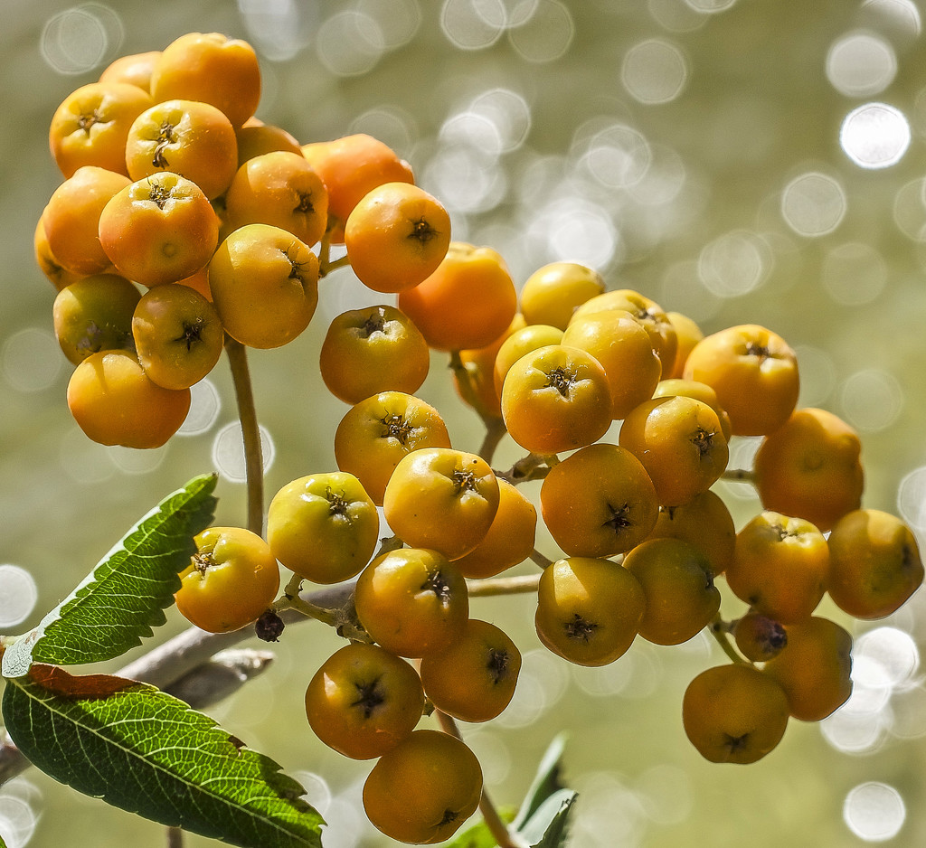Rowan Berries by tonygig