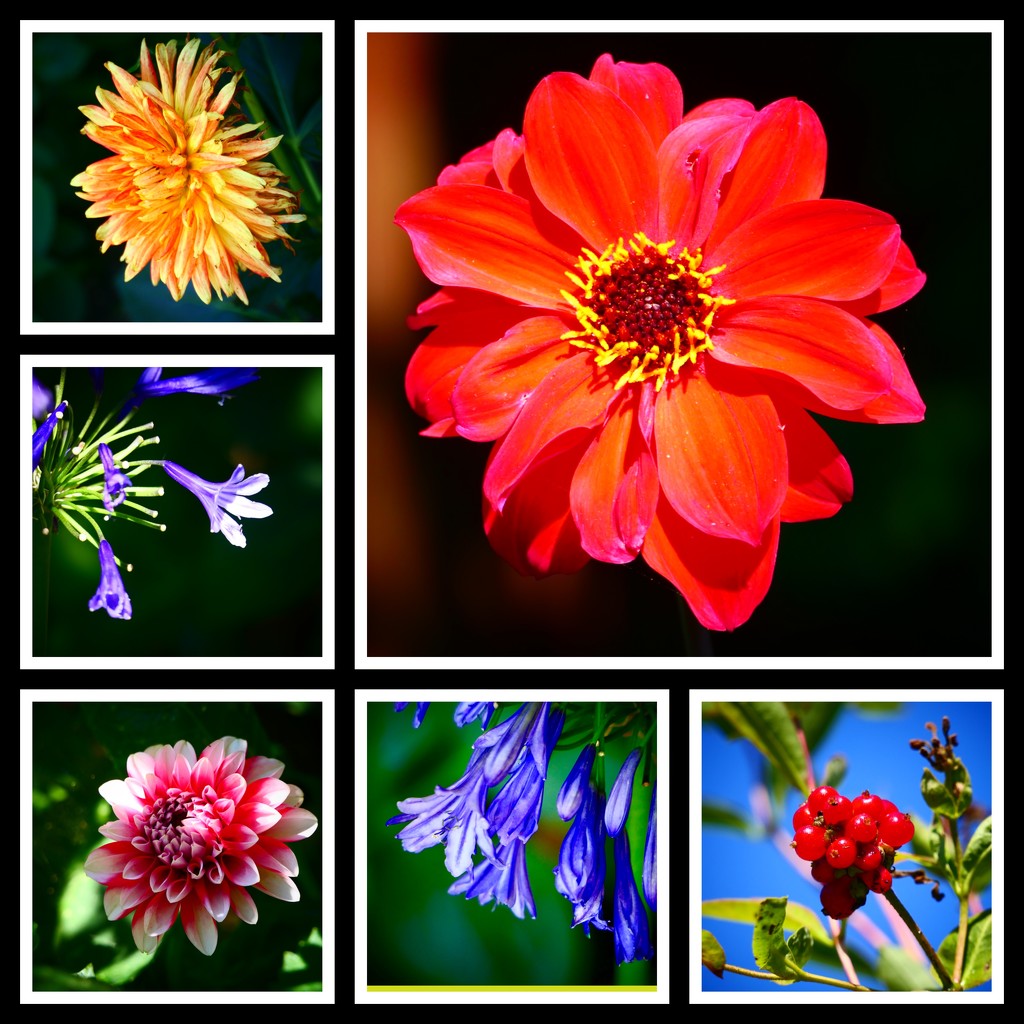 Garden Collage by carole_sandford