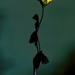 Silk Rose by maggiemae