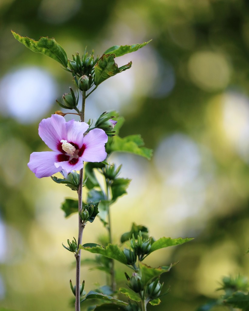 August 6: Rose of Sharon by daisymiller