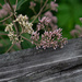 Joe Pye Weed (Eutrochium purpureum) by randystreat