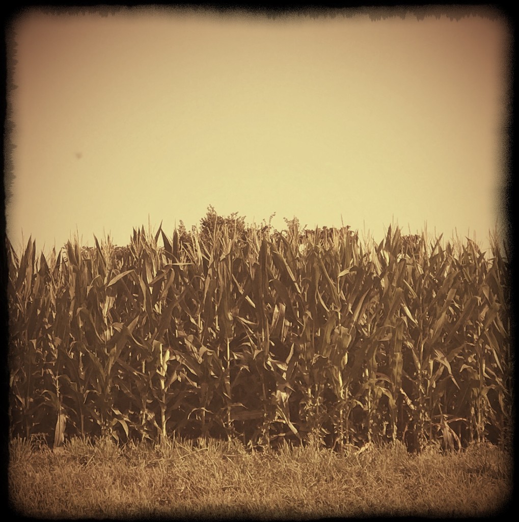Day 324:  Cornfield  by sheilalorson