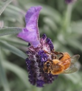 7th Aug 2018 - Busy bees 