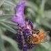 Busy bees  on 365 Project