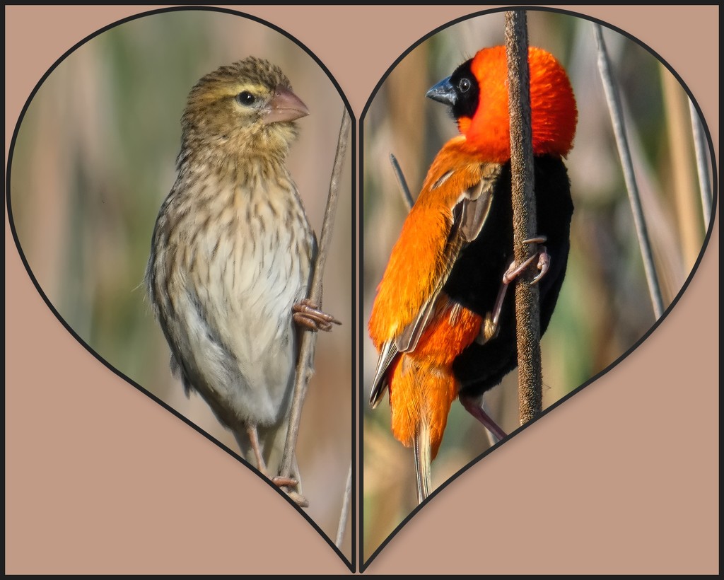 Mr and Mrs Red Bishop by ludwigsdiana