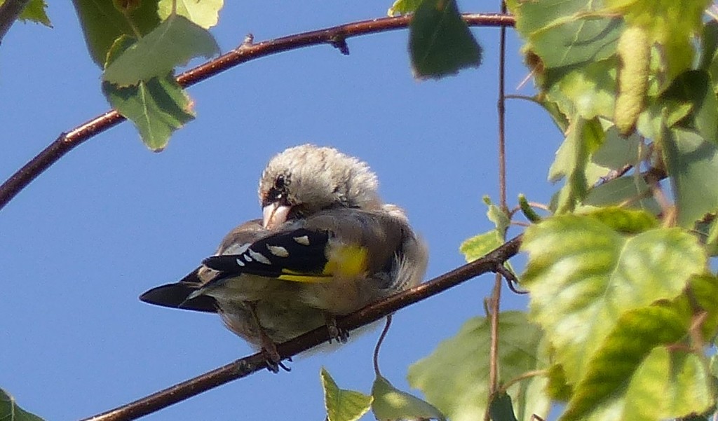 Young goldfinch by g3xbm