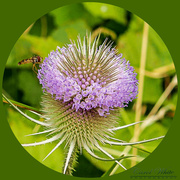 7th Aug 2018 - Teasel And Hoverfly