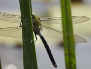 4th Aug 2018 - Dragonfly