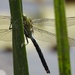 Dragonfly by oldjosh