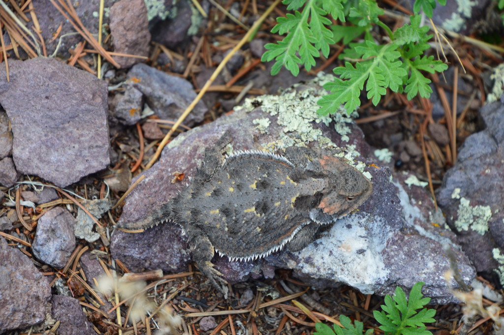 Horny Toad by bigdad