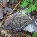 Horny Toad by bigdad