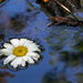 Daisy in the water by novab