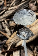 7th Aug 2018 - Day 325:  Funky Mushrooms