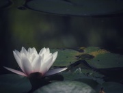 6th Aug 2018 - Water Lilly