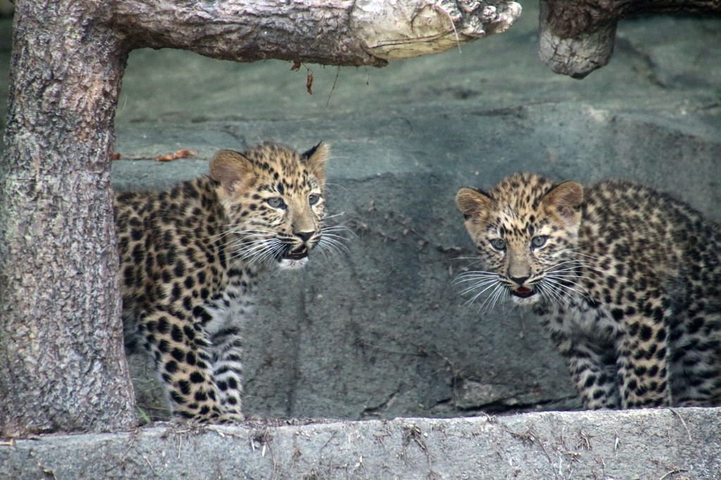 Leopard Cubs  by randy23