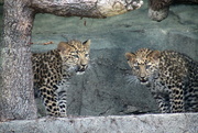 6th Aug 2018 - Leopard Cubs 