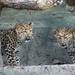 Leopard Cubs  by randy23