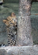 7th Aug 2018 - Leopard Cub