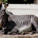 Zebra Enjoying The Day by randy23