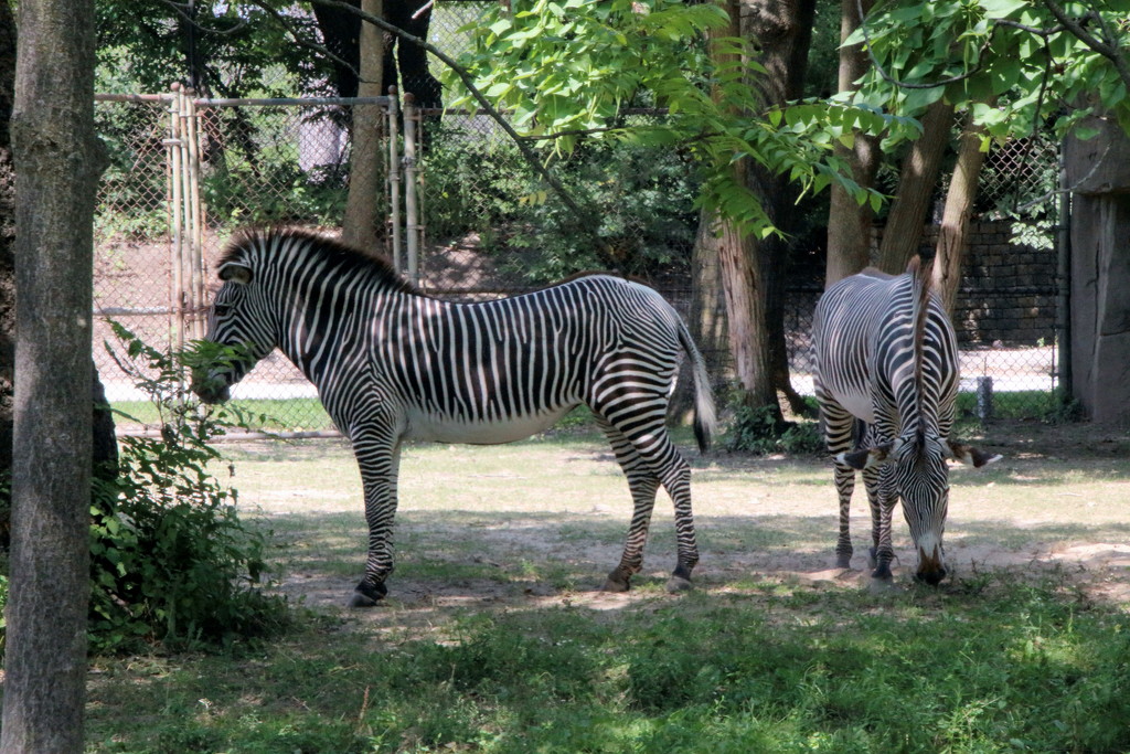 Zebras Hanging Out by randy23