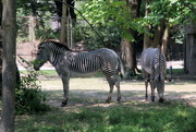 3rd Aug 2018 - Zebras Hanging Out