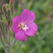Willow Herb by philhendry