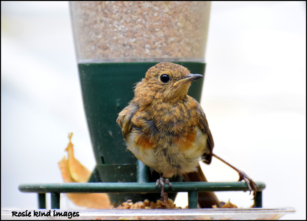 Baby robin is getting his red breast by rosiekind