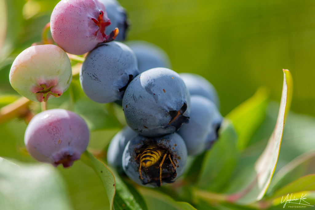 Got to be careful picking blueberries! by yorkshirekiwi