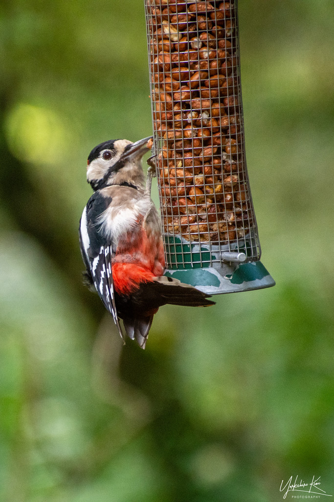 Greater Spotted Woodpecker by yorkshirekiwi