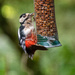 Greater Spotted Woodpecker by yorkshirekiwi