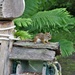 Young Squirrel by radiogirl