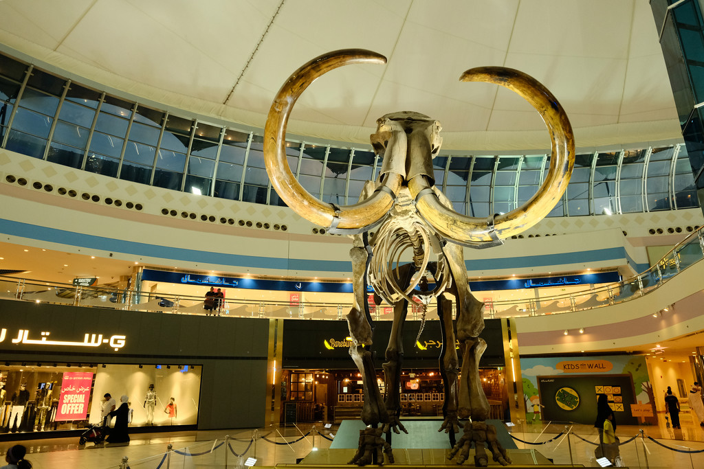 Mammuthus Primigenius (13,000 BC), Marina Mall Abu Dhabi by stefanotrezzi