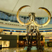Mammuthus Primigenius (13,000 BC), Marina Mall Abu Dhabi by stefanotrezzi