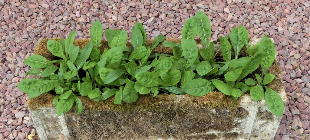  Evening Primrose Seedlings  by susiemc